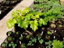 Chelsea plants in poly-tunnel April