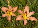 Hemerocallis seedling