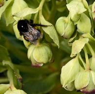 early visitor to hellebores