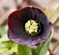 hellebore