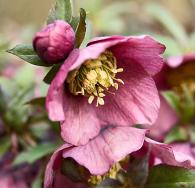 hellebore seedling