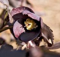 hellebore seedling