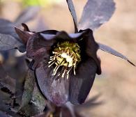 hellebore seedling