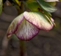 hellebore picotee-edge